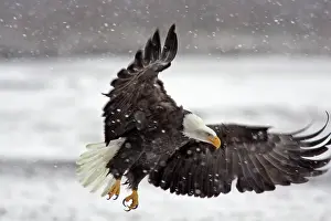 Chilkat: USA, Alaska, Alaska Chilkat Bald Eagle Preserve