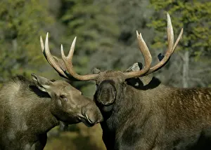 Morris: USA, Alaska, Anchorage. Close-up of male