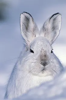 Anwr: USA, Alaska, ANWR. Snowshoe hare in its