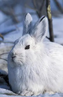 Anwr: USA, Alaska, ANWR. Snowshoe hare in its