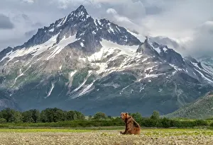 Goff: USA, Alaska. A bear poses next to a scenic stream