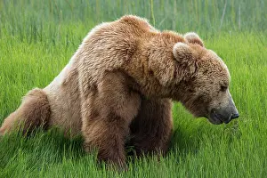 Gavriel: USA, Alaska, Brown Bear