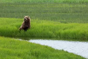 Gavriel: USA, Alaska, Brown Bear