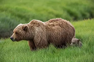 Gavriel: USA, Alaska, Brown bear and cub