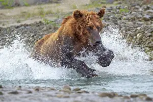 Splashing: USA, Alaska. A brown bear splashes through a stream