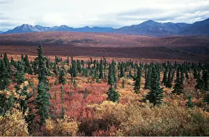 Denali: USA, Alaska - Denali National Park