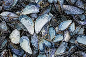 Shell: USA, Alaska, Glacier Bay National Park. Close-up of mussel