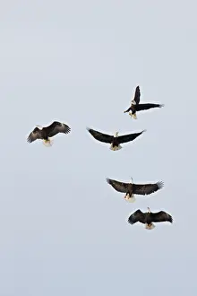 Grall: USA, Alaska, Homer, Homer Spit. Three bald
