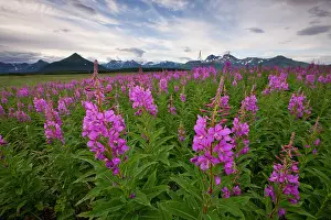Katmai: USA, Alaska, Katmai National Park, Fireweed