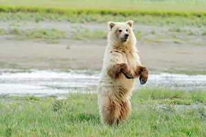 Nervous: USA, Alaska. A light colored brown bear stands to
