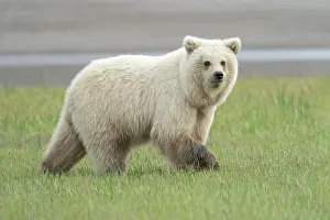 Blonde: USA, Alaska. A very light colored female brown bear