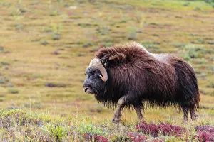 Muskox: USA, Alaska, Noatak National Preserve. Bull Muskox