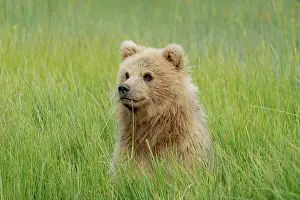 Goff: USA, Alaska. Portrait of a light colored brown bear cub