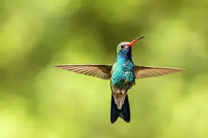 Gordon: USA, Arizona. Broad-billed hummingbird in flight