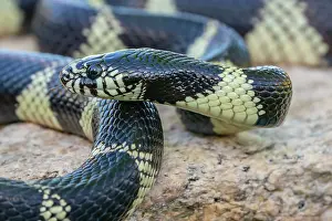 Kingsnake: USA, Arizona. Captive California kingsnake close-up