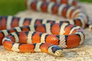 Kingsnake: USA, Arizona. Captive Sonora mountain kingsnake