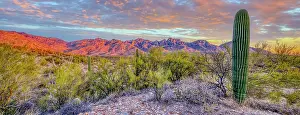 Fred: USA, Arizona, Catalina. Panoramic of sunset on desert