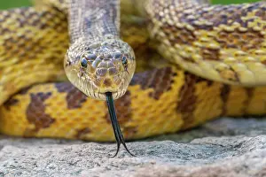 Gordon: USA, Arizona. Close-up of captive gopher snake