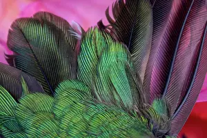 Wendy: USA, Arizona. Close-up of hummingbird feathers
