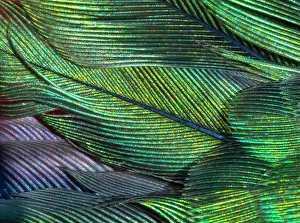Wendy: USA, Arizona. Close-up of hummingbird feathers