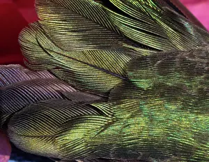 Wendy: USA, Arizona. Close-up of hummingbird feathers