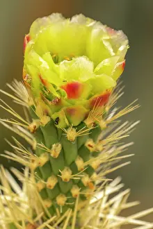Gordon: USA, Arizona. Close-up of prickly pear cactus blossom