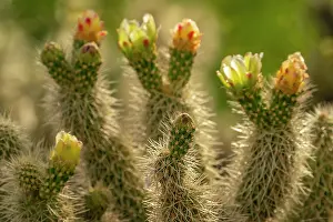 Gordon: USA, Arizona. Close-up of prickly pear cactus blossoms