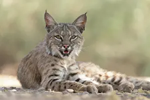 Rufus: USA, Arizona. Close-up of resting female bobcat
