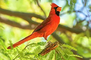 Singing: USA, Arizona, Desert Meadows Park. Northern cardinal