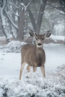 Miscellaneous: USA, Arizona, Grand Canyon National Park. Doe in