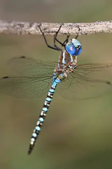 Eyed: USA, Arizona, Havasu National Wildlife Refuge. Male