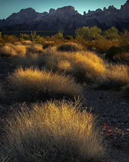 Cactus: USA, Arizona, Kofa National Wildlife Area. Mountain