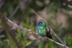 Broad: USA, Arizona, Madera Canyon. Broad-billed hummingbird