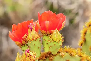 Opening: USA, Arizona. Prickly pear cactus blossoms. @ Cathy
