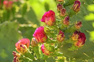 Gordon: USA, Arizona. Prickly pear cactus blossoms. @ Cathy