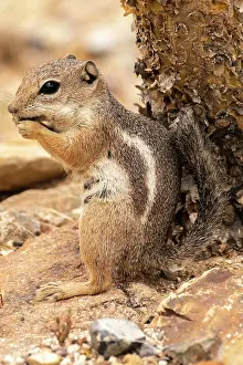 Gordon: USA, Arizona, Ramsey Canyon. Cliff chipmunk feeding
