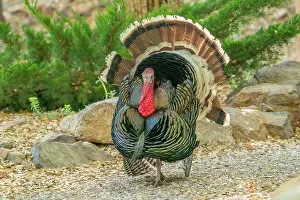 Gordon: USA, Arizona, Ramsey Canyon. Male turkey displaying