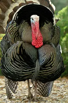 Gordon: USA, Arizona, Ramsey Canyon. Male turkey displaying