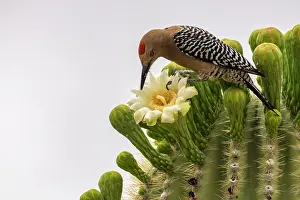 Saguaro: USA, Arizona, Sabino Canyon Recreation Area. Curve-billed