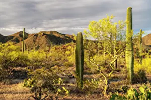 Hillside: USA, Arizona, Saguaro National Park. Blooming palo