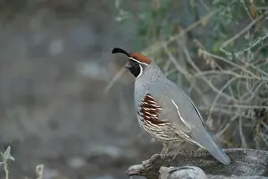 Quail: USA, Arizona, Sonoran Desert. Male Gambel's quail close-up