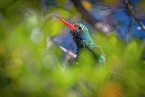 Broad: USA, Arizona, Tucson. Broad-billed hummingbird close-up