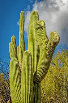 Saguaro: USA, Arizona, Tucson. Saguaro cactus close-up. Credit