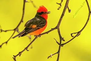 Singing: USA, Arizona. Vermillion flycatcher male singing