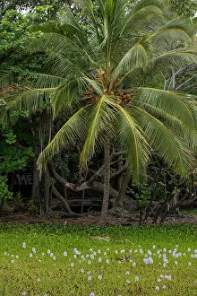 Palm: USA, Big Island, Hawaii. Coconut palm trees and