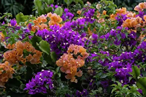 Bougainvillea: USA, Big Island, Hawaii, Multicolored bougainvillea