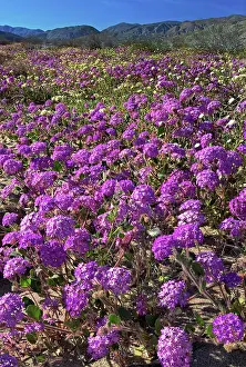 Verbena: USA, California, Anza Borrego Desert State Park