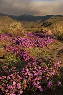 Verbena: USA, California, Anza-Borrego Desert State Park