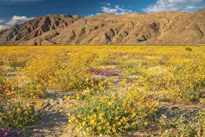 Verbena: USA, California, Anza Borrego Desert State Park. Blooming