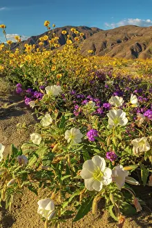 Verbena: USA, California, Anza Borrego Desert State Park. Blooming